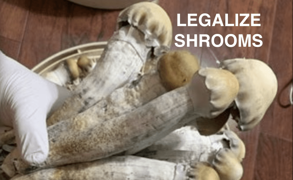 LEGALIZE SHROOMS